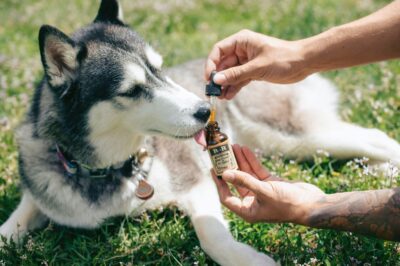 CBD Pet Products for Chronic Fatigue