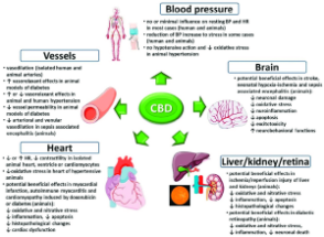 Best CBD for Heart Health: 2024 Product Reviews & Buyer’s Guide